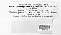 Fusidium griseum image